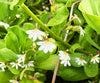 naupaka_flowers_real-image
