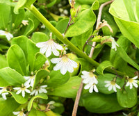 naupaka_flowers_real-image