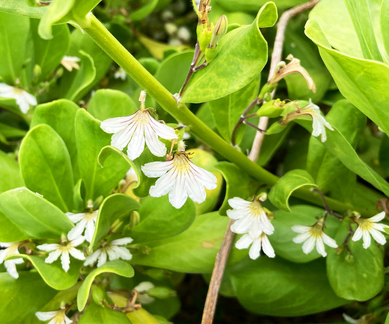 naupaka_flowers_real-image