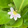 Naupaka real flower image 2