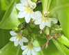 Naupaka real flower image 3