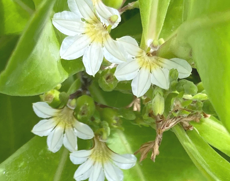 Naupaka real flower image 3